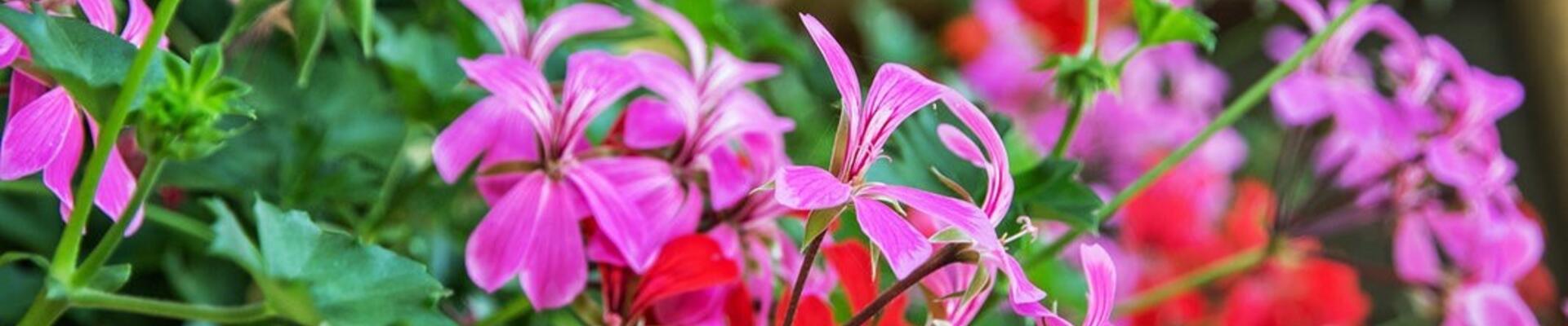 Start der Pflanzensaison – Jetzt erblüht der Garten!