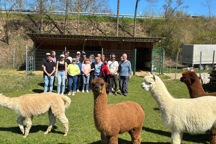 Mitarbeiter mit Alpaka