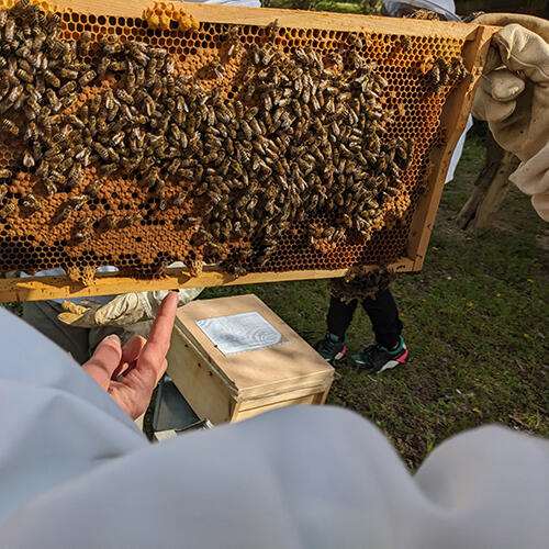 Wabe in der Bienen AG